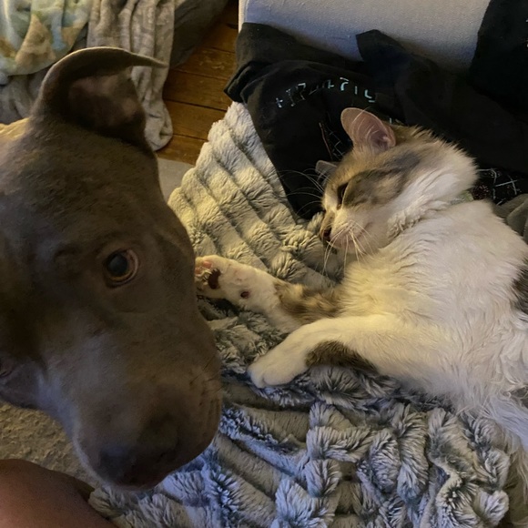 Like my live listing ❤️❤️🥰🥰😍😍🤩🤩 - Picture 4 of 9